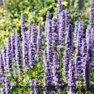 Agastache, v črepníku Agastache rugosa