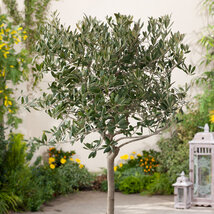 AKCIA ! Olivovník európsky na kmienku 125 cm, v črepníku Olea europaea