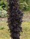 Baza čierna/Black Tower/ stĺpovitá, výška 30/+ cm, v črepníku 3l Sambucus nigra