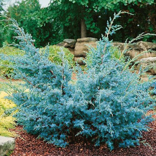 Borievka čínska Blue Alps, výška 20/40 cm, v črepníku Juniperus chinensis Blue Alps