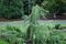 Borievka Hortsmann previsnutá 30/40 cm, v črepníku Juniperus communis Hortsmann pendula
