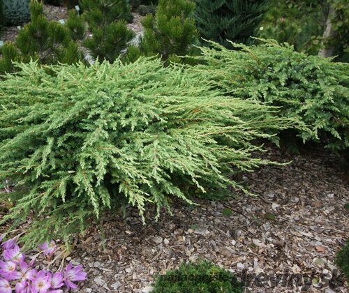 Borievka pobrežná Schlager, 20-30cm, v črepníku Juniperus conferta Schlager