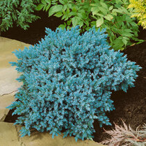Borievka šupinatá Blue Star, v črepníku 20/30 cm Juniperus squamata Blue Star