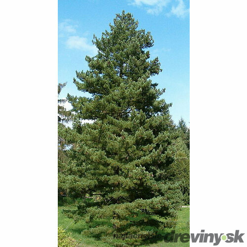 Borovica balkánska, výška 20/50 cm, v črepníku 2,5l Pinus peuce