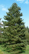 Borovica balkánska, výška 20/50 cm, v črepníku 2,5l Pinus peuce