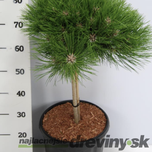 Borovica čierna Marie Bregeon na kmienku 40 cm, priemer korunky 40 cm, celková výška 80 cm v črepníku 13l Pinus nigra Marie Bregeon