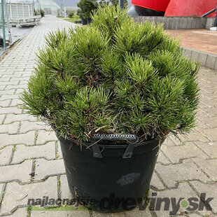Borovica čierna Marie Bregeon, výška 40/50 cm, v črepníku 7.5l Pinus nigra Marie Bregeon