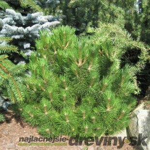 Borovica čierna Nana, 30/40 cm, v črepníku 5l Pinus nigra Nana