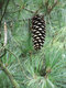 Borovica himalájska 20/50 cm, v črepníku Pinus Wallichiana