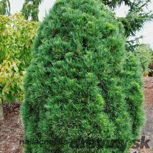 Borovica hladká Globosa Viridis, 30-40cm, v črepníku Pinus sylvestris Globosa Viridis