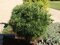 Borovica hladká Minima, výška 20/30 cm, v črepníku 3l Pinus strobus Minima