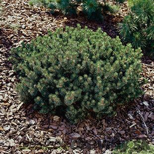 Borovica horská Humpy, výška 35/45 cm, v črepníku 7.5l Pinus mugo Humpy