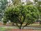 Borovica horská Mugo (kosodrevina) 25/35 cm, v črepníku 5l Pinus Mugo