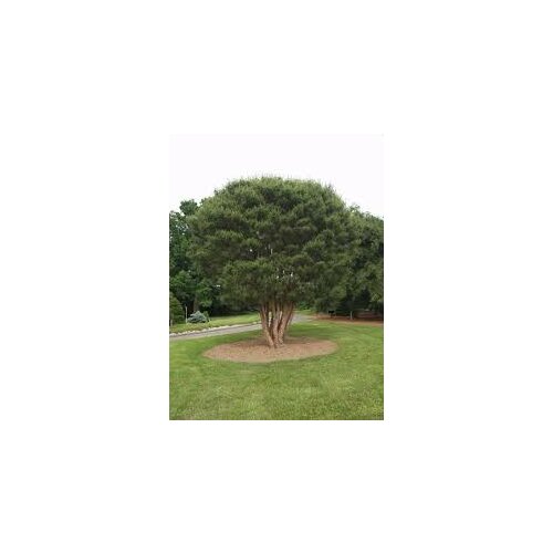 Borovica hustokvetá 30/40 cm, v črepníku Pinus densiflora