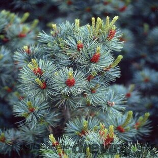 Borovica malokvetá Glauca, výška 20/30 cm, v črepníku Pinus parviflora Glauca