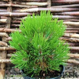 Borovica pancierová Schmidtii 15/20 cm, v črepníku Pinus leucodermis Schmidtii