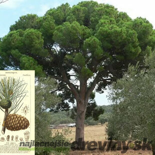 Borovica píniová na kmienku 120/140 cm, obvod kmienka 12/14 cm, celková výška 160/200 cm, v črepníku Pinus pinea