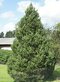 Borovica pyrenejská, výška 20/50 cm, v črepníku Pinus uncinata