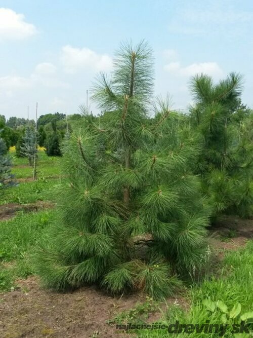 Borovica ťažká, výška 20/50 cm, v črepníku 2,5l Pinus ponderosa
