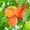 Broskyňa poloskorá  RELIANCE už rodiaca, výška 180/200 cm, v črepníku, podpník Alycza Prunus persica Reliance