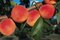 Broskyňa Redhaven, výška 150/180 cm, v črepníku, podpník Alycza Prunus persica Redhaven