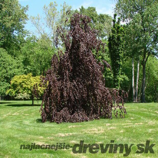 Buk lesný Purple Fountain, výška 180/220 cm, v črepníku 50l Fagus sylvatica Purple Fountain