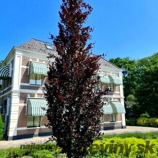 Buk lesný Rohan Obelisk, 200/250 cm, obvod 6/8 cm, v črepníku Fagus sylvatica Rohan Obelisk