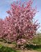 Čerešňa pílkatá Kanzan, 160/180 cm, v črepníku Prunus serrulata Kanzan