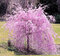 Čerešňa pílkatá Kiku - shidare, obvod kmienka 10/12 cm, celková výška pri dodaní 250/300 cm, v črepníku Prunus serrulata Kiku Shidare Sakura