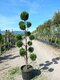 Cyprusovec leylandský Pom Pom bonsaj 180/200 cm, v črepníku Cupressocyparis leylandii Green