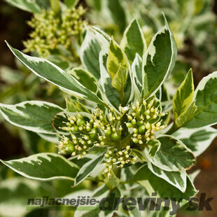 Drieň výbežkatý White gold 40/60 cm, v črepníku 2l Cornus sericea White Gold