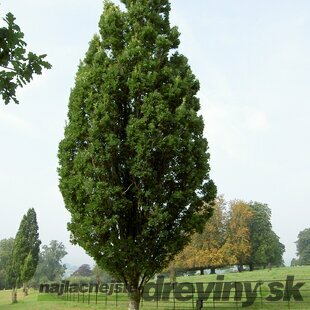 Dub letný Fastigiata, výška 110/130 cm, v črepníku Quercus robur Fastigiata