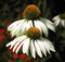 Echinacea zlatá búrka 10/15 cm, v črepníku Echinacea purpurea Alba