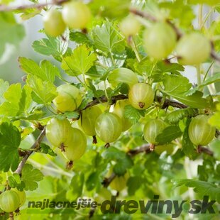 Egreš ‘Hinnonmäki Grön‘, výška 65/75 cm, v črepníku - samoopelivý egreš Ribes uva - crispa