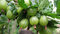 Egreš Invicta stromčekový 100/120 cm, v črepníku Grossularia uva - crispa Invicta