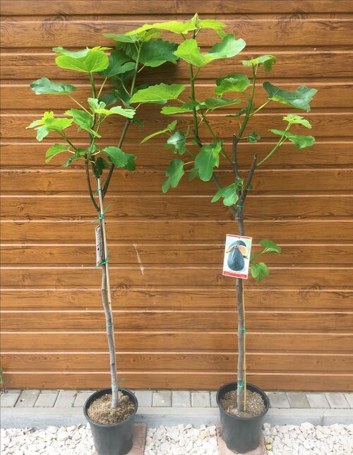 Figa (Figovník) veľkoplodá, výška 160/180 cm, v črepníku Ficus carica