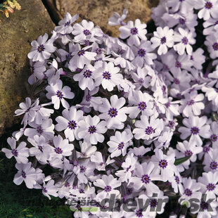 Flox Europa, výška 10/15 cm, v črepníku Phlox paniculata Europa