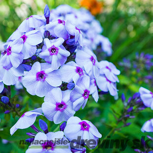 Flox metlinatý Blue Paradise, výška 10/15 cm, v črepníku Phlox (P) Blue Paradise