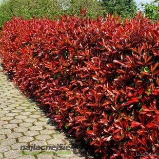 Fotínia aj na živý plot (červienka) Red Robin 80/100 cm, v črepníku Photinia fraseri Red Robin