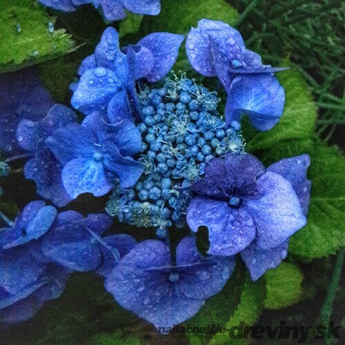 Hortenzia kalinolistá Blue Sky 30/50 cm, v črepníku 3l Hydrangea macropylla Blue sky