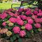Hortenzia kalinolistá Endless Summer Love - celoročne kvitnúca , výška 30/+ cm, v črepníku 5l Hydrangea macrophylla ENDLESS SUMMER SUMMER LOVE
