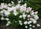 Hortenzia metlinatá Grandiflora, výška 40/+ cm, v črepníku 5l Hydrangea paniculata Grandiflora