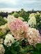 Hortenzia metlinatá HERCULES ‘GRHP14‘, výška 30/+ cm, v črepníku 5l Hydrangea paniculata HERCULES ‘GRHP14‘
