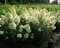 Hortenzia metlinatá MAGICAL MOONLIGHT Kolmagimo, výška 40/+ cm, v črepníku 5l Hydrangea paniculata MAGICAL MOONLIGHT Kolmagimo