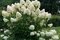 Hortenzia metlinatá Phantom, v črepníku P9 Hydrangea paniculata Phantom