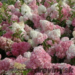 Hortenzia metlinatá VANILLE-FRAISE ‘Renhy‘ PBR, v črepníku P9 Hydrangea paniculata VANILLE-FRAISE ‘Renhy‘ PBR