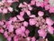 Hortenzia pílovitá DAREDEVIL ‘JPD01‘, v črepníku P9 Hydrangea serrata DAREDEVIL ‘JPD01‘