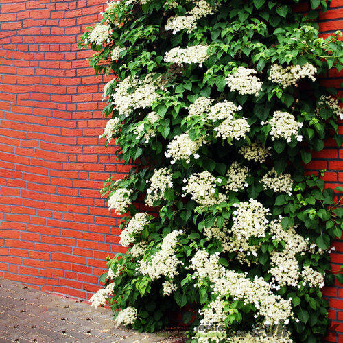 Hortenzia popínavá - biela, výška 40/60 cm, v črepníku Hydrangea petiolaris