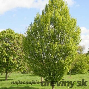 Hrab obyčajný, 150/200 cm, v črepníku Carpinus betulus