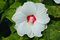 Ibištek bahenný LUNA WHITE ®, výška 40/50 cm, v črepníku 3l Hibiscus Moscheutos LUNA WHITE ®